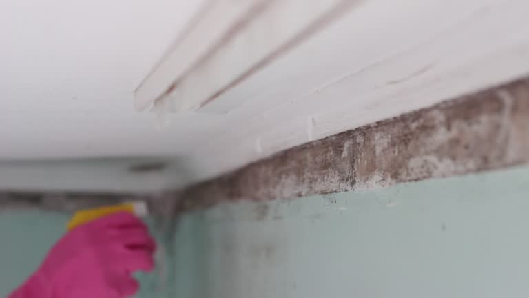 Reliable Westwood, PA Mold Removal Solutions